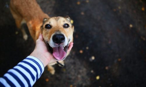 A kutyák meg tudják különböztetni az ember szándékos és véletlen tetteit