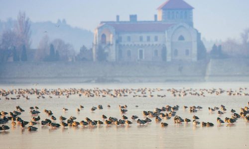 Megkezdődött a 21. Tatai Vadlúd Sokadalom.