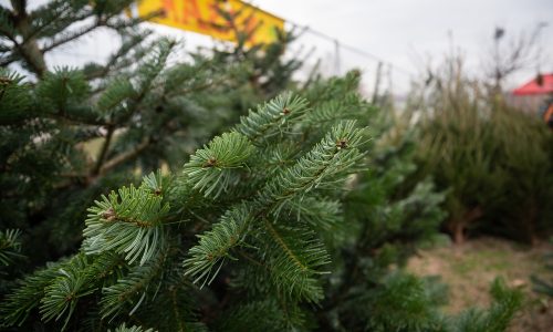 Drágábban adnák idén a termelők a karácsonyfákat