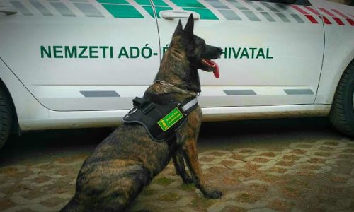 Egyre több keresőkutyát vet be az adóhatóság