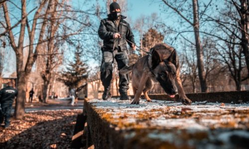 Négylábú kollégákat toboroz a rendőrség