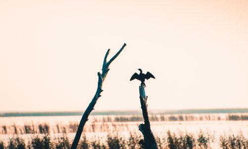 Gyérítik a kormoránokat a Dunán
