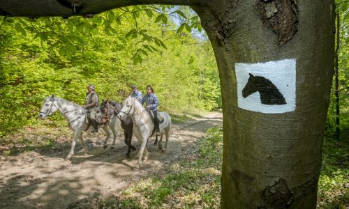 Lovasútvonal épül Esztergom és Pomáz között