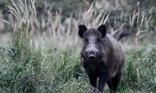 Kitört a sertéspestis Olaszországban