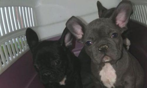 22 kiskutyát mentettek meg a pénzügyőrök