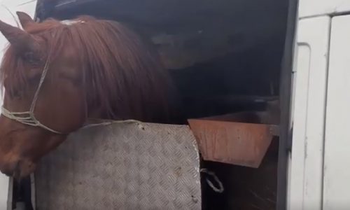 Lovakat szabálytalanul szállító sofőrt büntetett meg a NAV