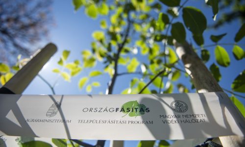 Folytatódik a Településfásítási program