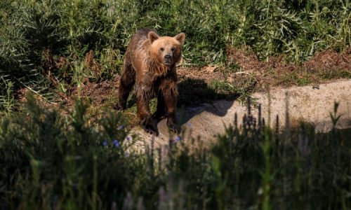 220 medve kilövéséről döntöttek Romániában