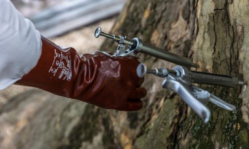 Növényvédelmi kezelését kapott a Tata híres platán fája