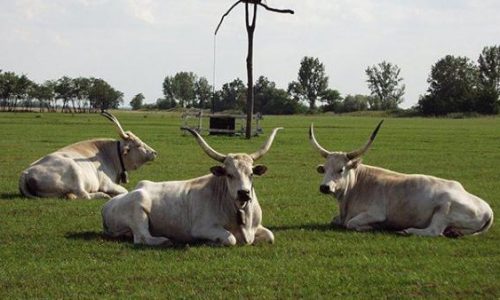 Felfüggesztett börtönbüntetés 158 szürkemarha pusztulásáért