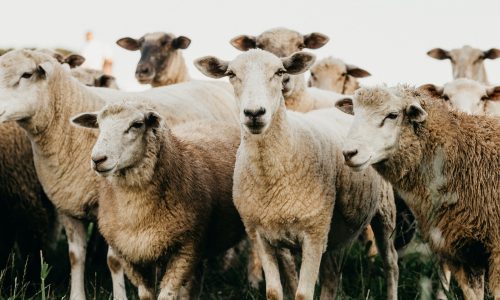 Állatjóléti támogatásra pályázhatnak a juh- és kecsketartók