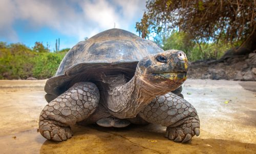Több mint 100 éve kihaltnak hitt óriásteknőst találtak élve a Galápagos-szigeteken