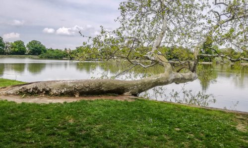 A tatai platán is esélyes az Év Fája címre