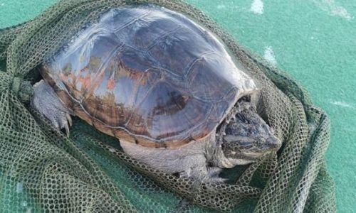 Emberre is veszélyes teknőst fogtak ki a Balatonból