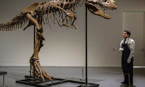 Eladják a világ egyik legértékesebb dinoszaurusz-csontvázát