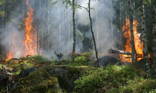 Rekordnagyságú területen pusztított erdőtűz az idén Európában