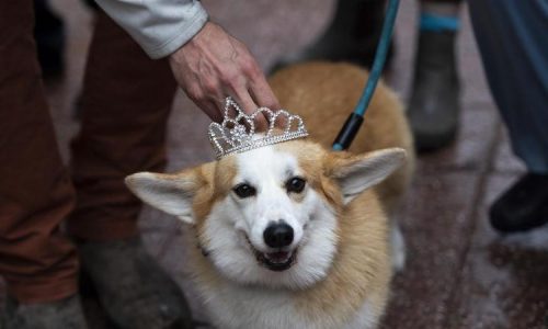 II. Erzsébet halála óta megduplázódott a corgik ára