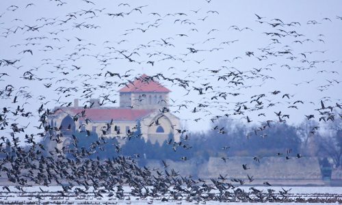 Megérkeztek az első vadludak Tatára