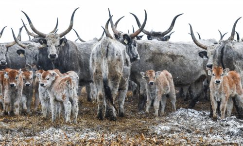 19 milliárd forintos támogatás az őshonos állatfajták megőrzésére