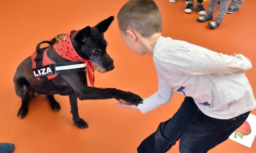 Már pályázhatnak az oktatási intézmények az állatvédő és állatbarát címek elnyerésére