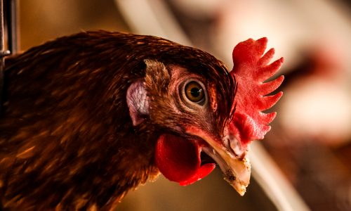 Újra megjelent a madárinfluenza Bács-Kiskun megyében
