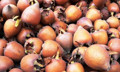 A napokban jelent meg a piacokon naspolya