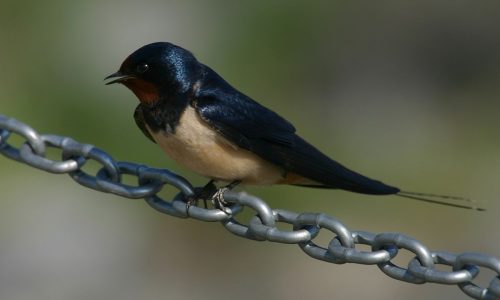 A tavasz kiemelt fecskevédelmi időszak