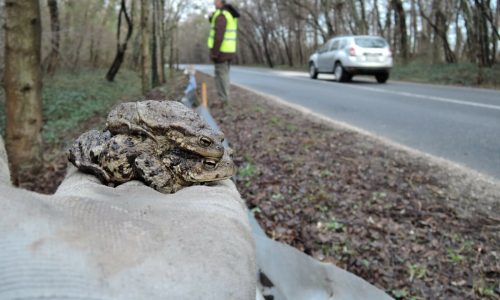 Több mint százezer békának segítettek a tatai természetvédők
