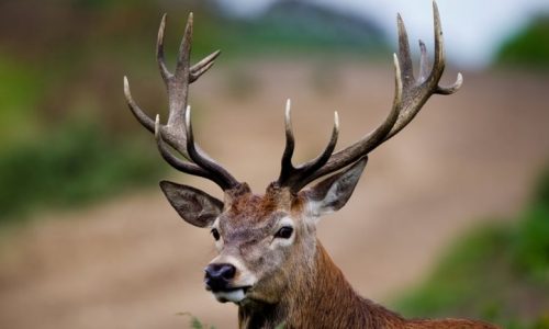 Szarvasveszélyre figyelmeztetnek – Ez a teendő vadbalesetkor