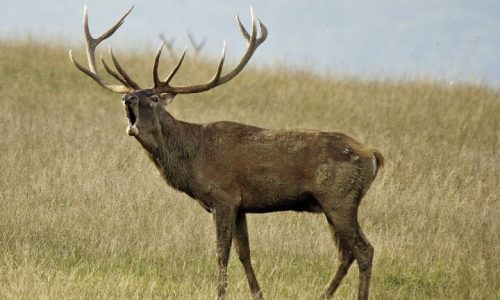 Idén is testközelből hallhatjuk a szarvasbőgést